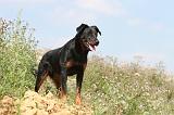 BEAUCERON 218